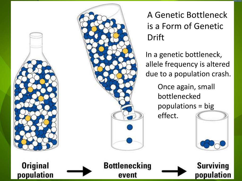 Big effect. Bottleneck. Bottleneck Effect. Population genetic. Bottleneck картинки.