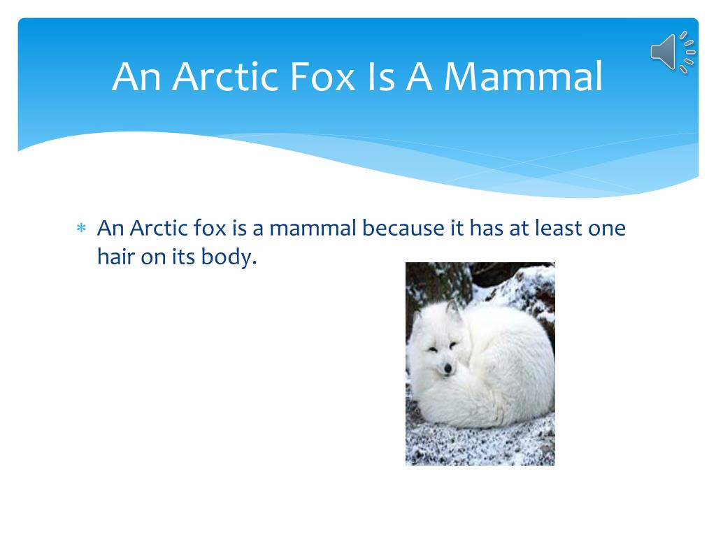 Ppt Arctic Fox Powerpoint Presentation Free Download Id2807555