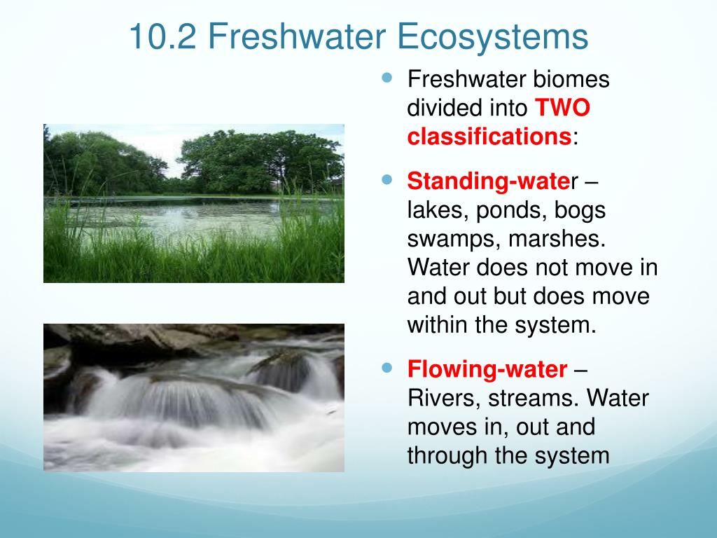 freshwater presentation