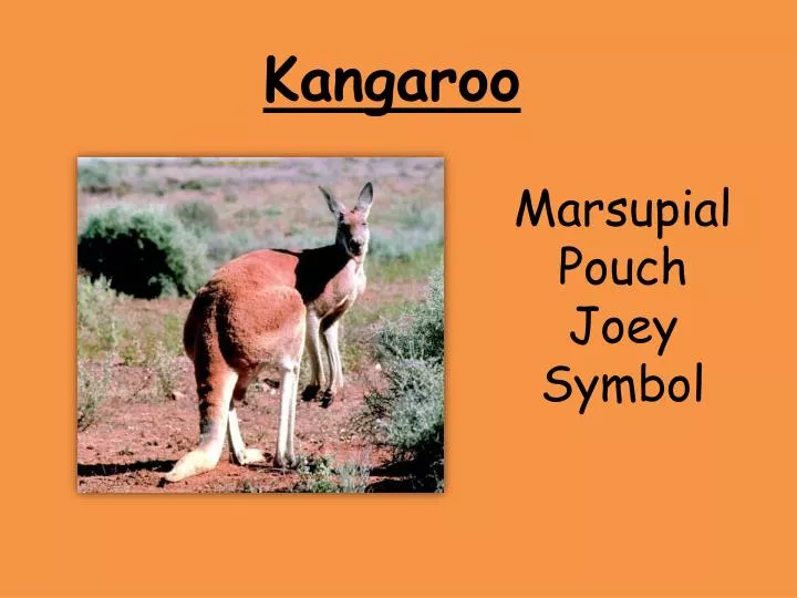 presentation kangaroo