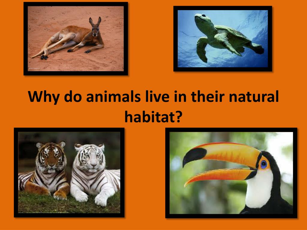 PPT - Why do animals live in their natural habitat? PowerPoint Presentation - ID:2808748 PPT - Why do animals live in their natural habitat? PowerPoint Presentation - ID:2808748