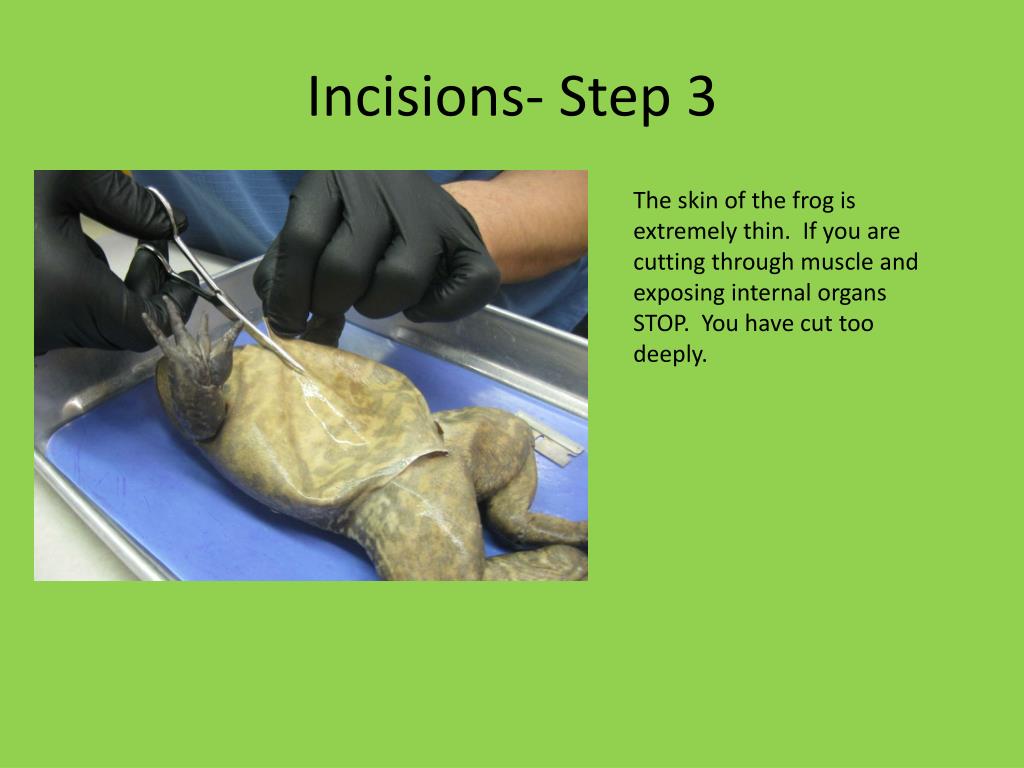 frog dissection guide frog dissection guide