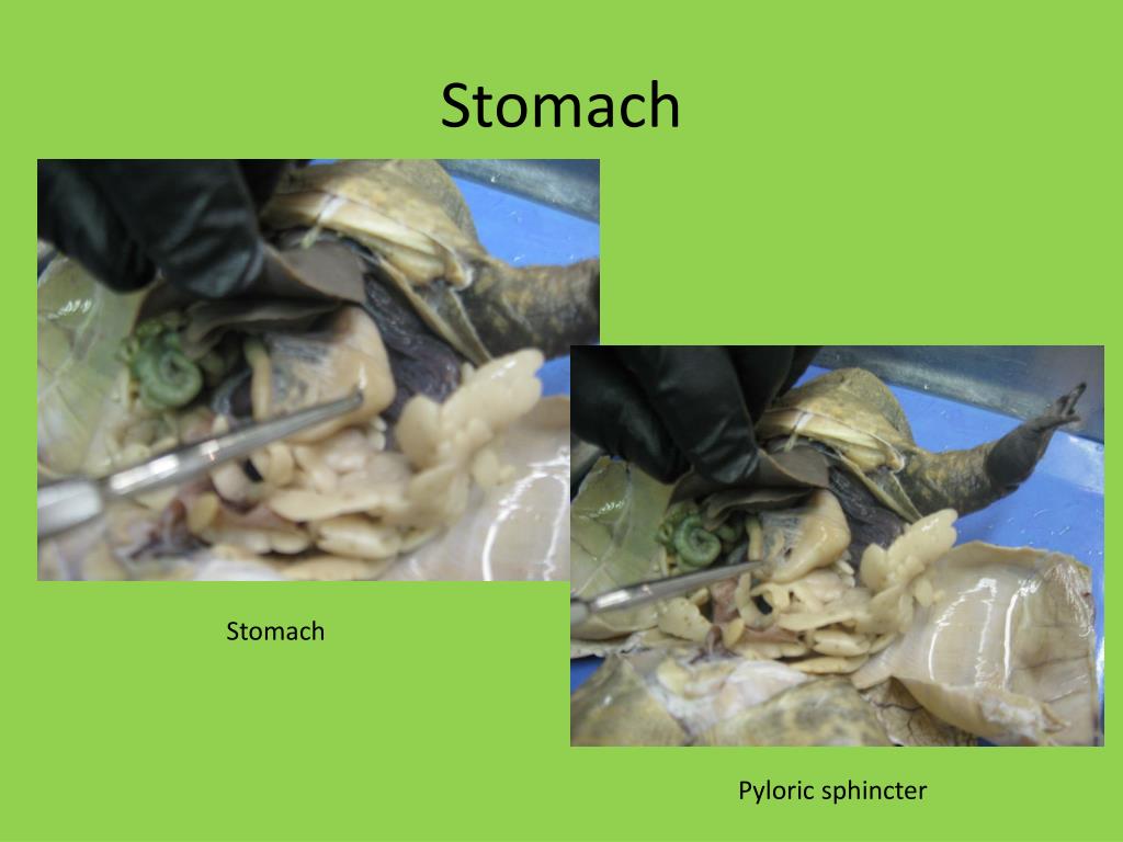 frog dissection powerpoint frog dissection powerpoint