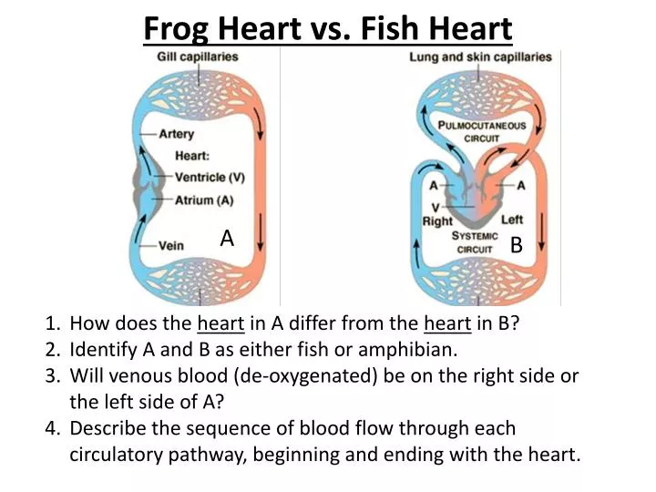 PPT - Frog Heart vs. Fish Heart PowerPoint Presentation, free download