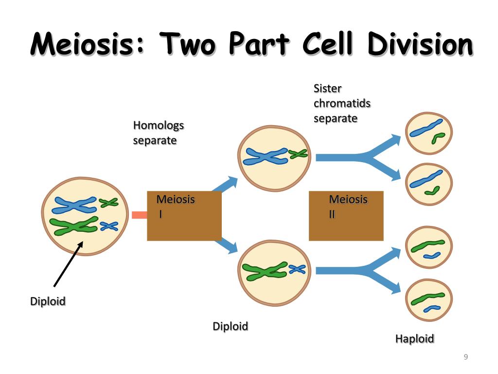 an egg cell and sperm cell join together to form a an egg cell and sperm cell join together to form a