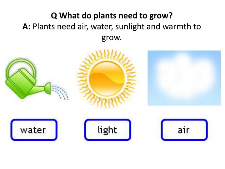 Food That Can Grow Without Sunlight Food That Can Grow Without Sunlight