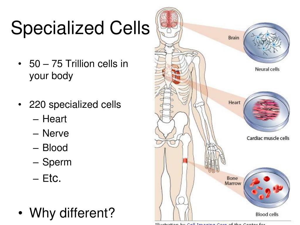 specialized cells assignment
