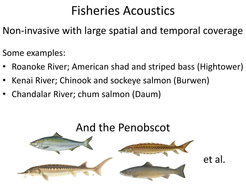 PPT - Annual and seasonal changes in fish presence in the lower ...