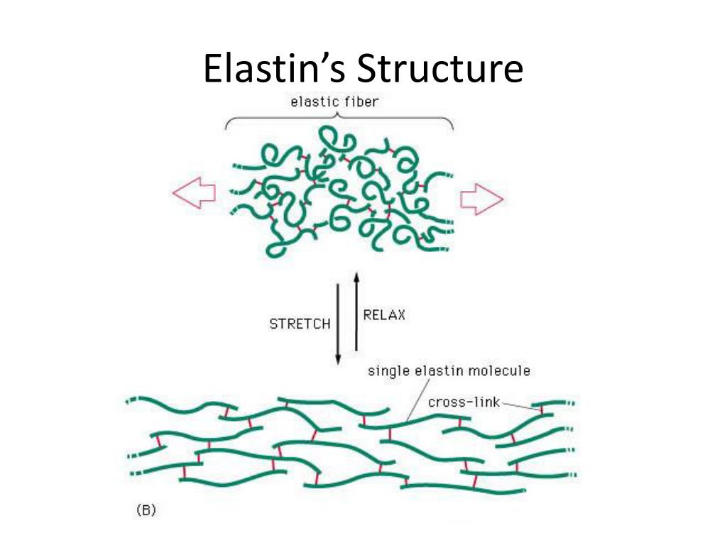 Эластин. Эластин белки. Elastic Fibers строение. Function of Elastic Fiber. Elastin Liquid что это.