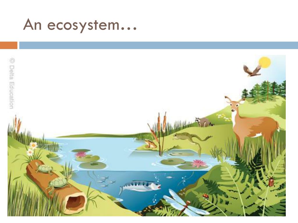 powerpoint presentation about ecosystem