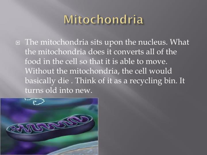 mitochondria analogy