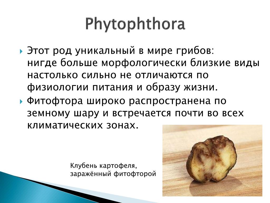Фитофтора какой вред. Фитофтора краткое описание. Фитофтора относится к классу грибов. Род фитофтора. Гриб рода фитофтора.