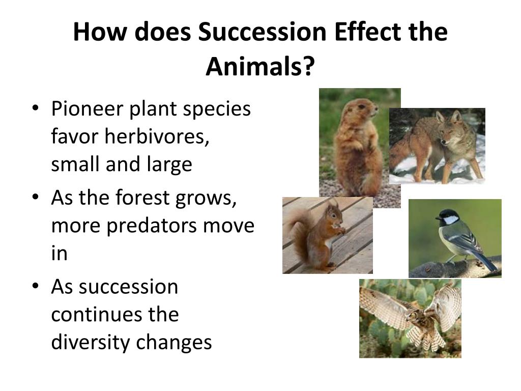 PPT - How does Succession Effect the Animals? PowerPoint Presentation, free  download - ID:2817243