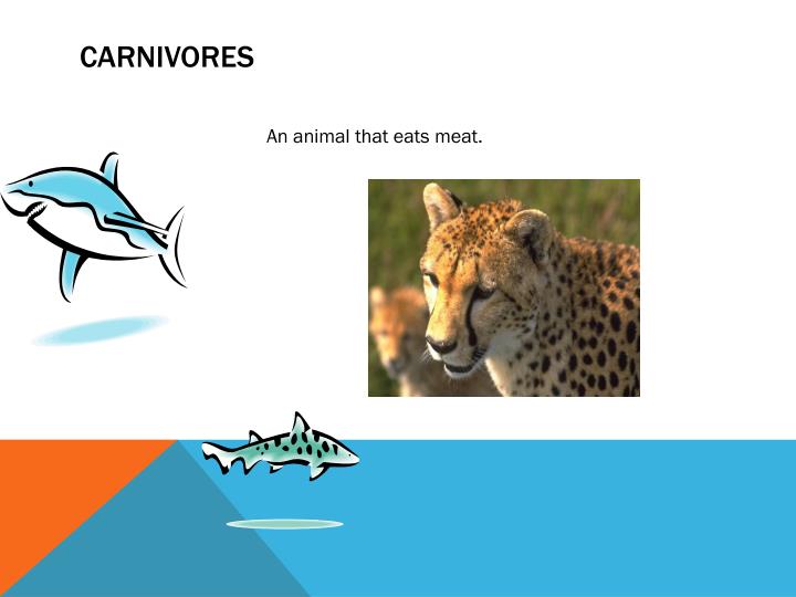 Food Chain PowerPoint Presentation Biology Diagrams