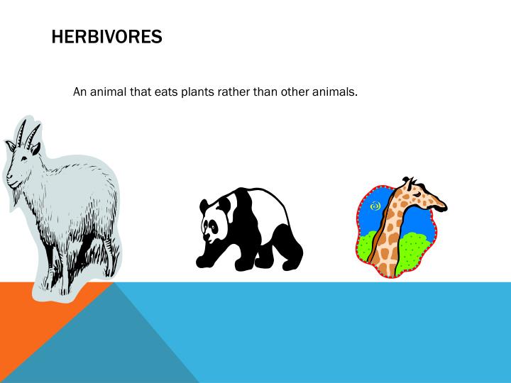 Food Chain PowerPoint Presentation Biology Diagrams