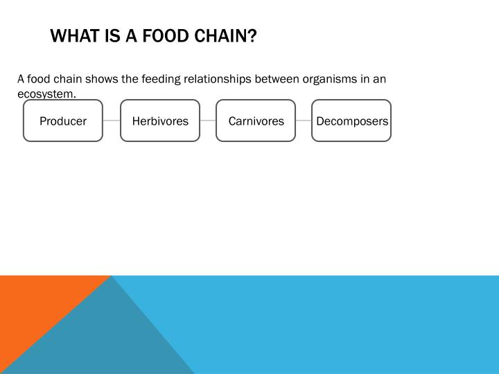 Food Chain PowerPoint Presentation Biology Diagrams