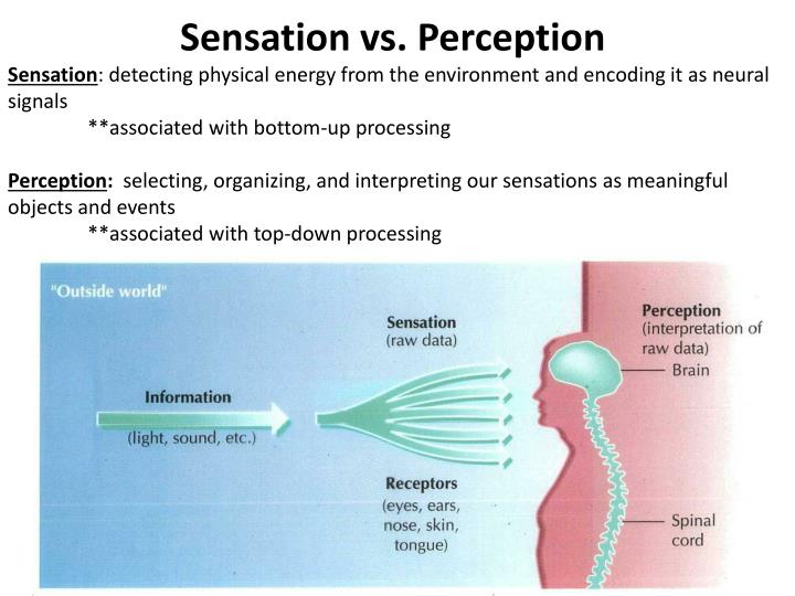 sensation and perception definition in psychology sensation and perception definition in psychology