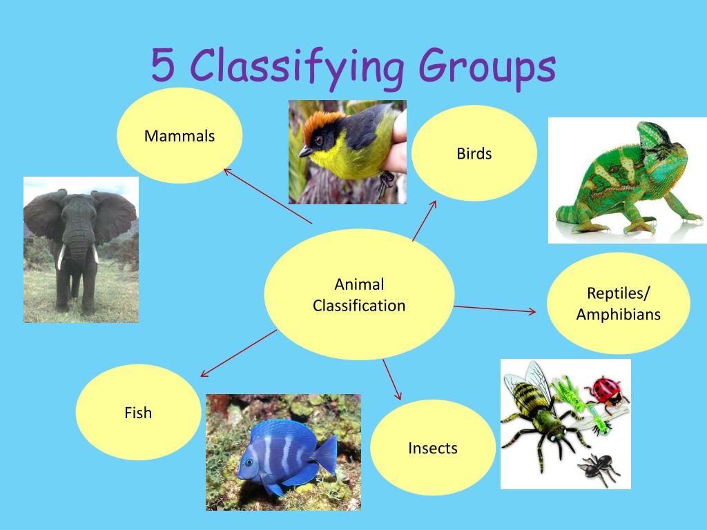 powerpoint presentation on animal classification