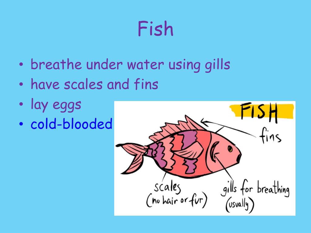 This fish has. Scales перевод. Fish have fins and Scales. Scales у животных перевод с английского. Fish Breathe Underwater.