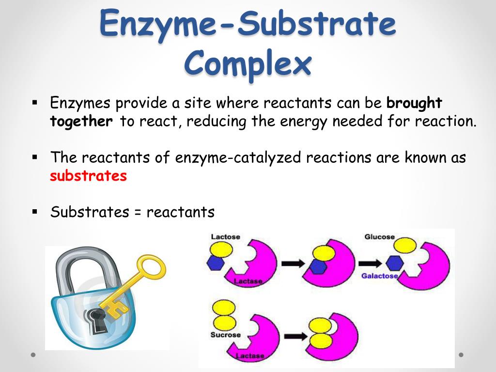how do enzymes work to catalyze a chemical reaction