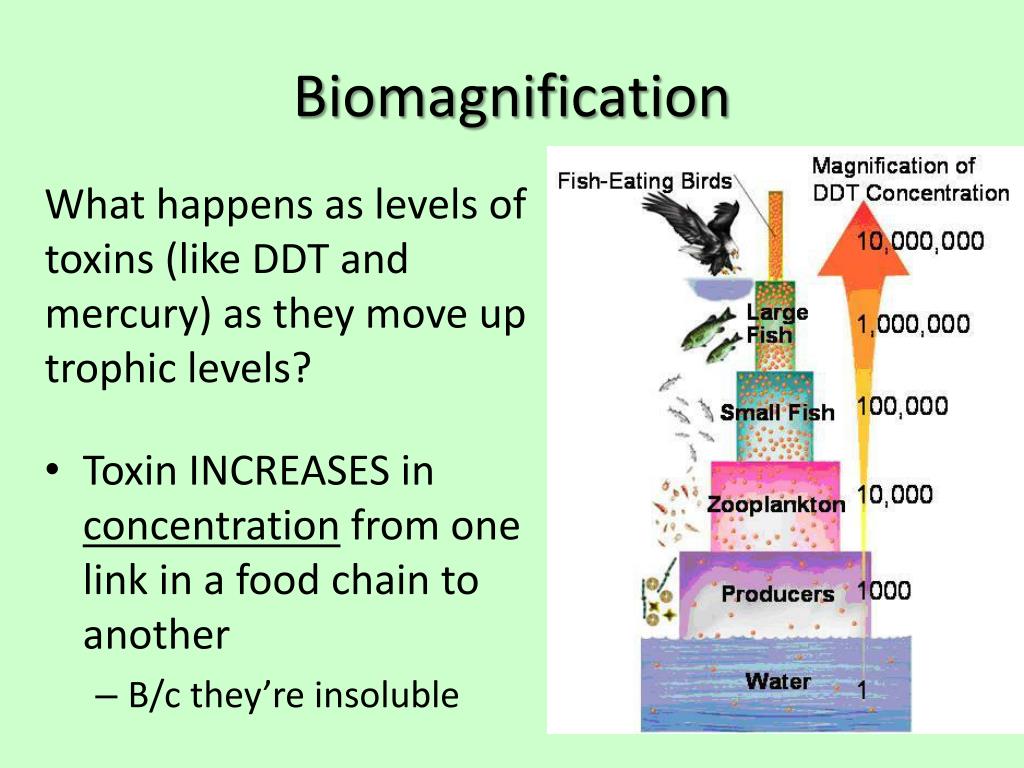 Food Chain, Webs, and Pyramids PowerPoint Presentation, free ... Biology Diagrams