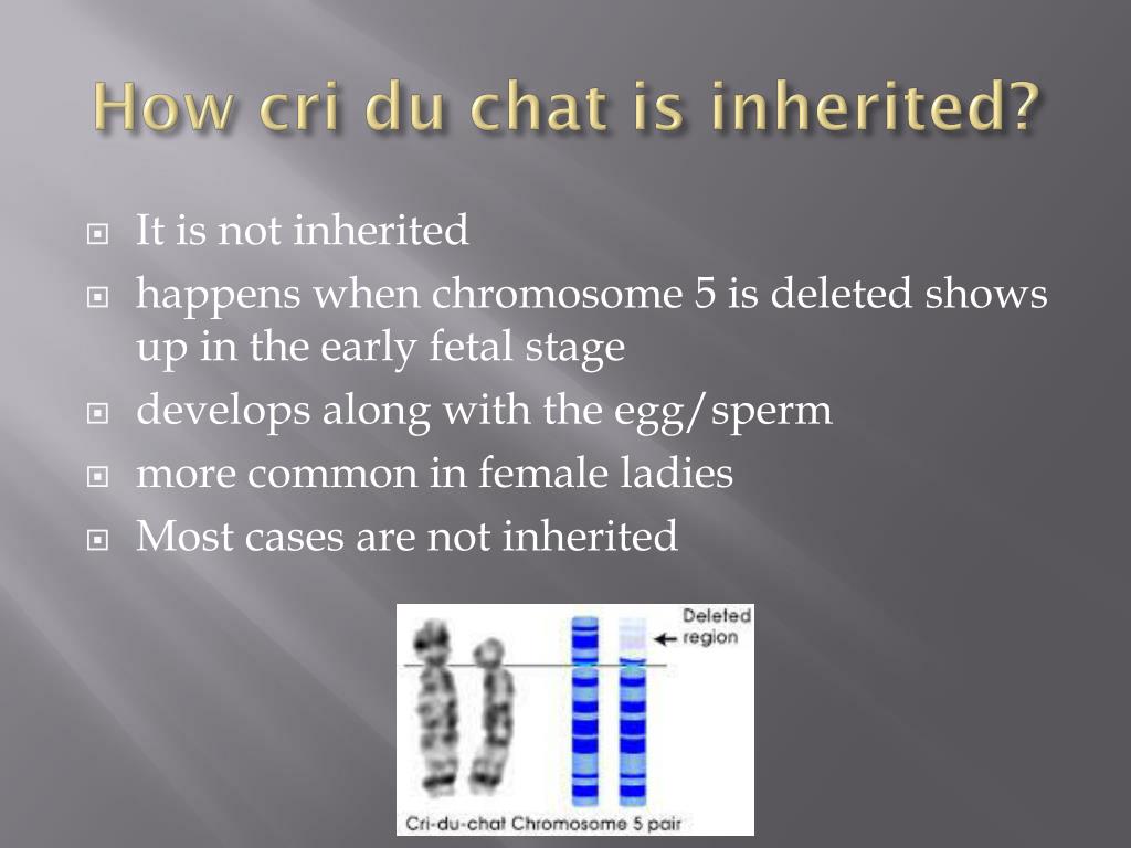 Ppt Cri Du Chat Powerpoint Presentation Free Download Id