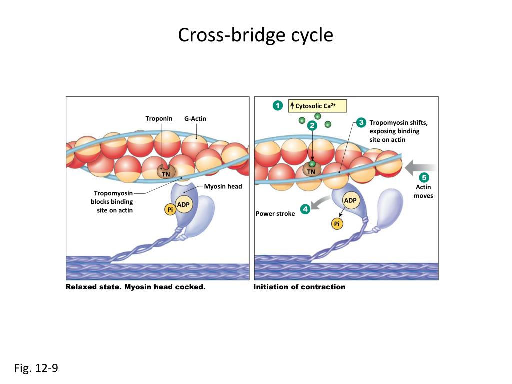 PPT Neuromuscular junction PowerPoint Presentation, free download