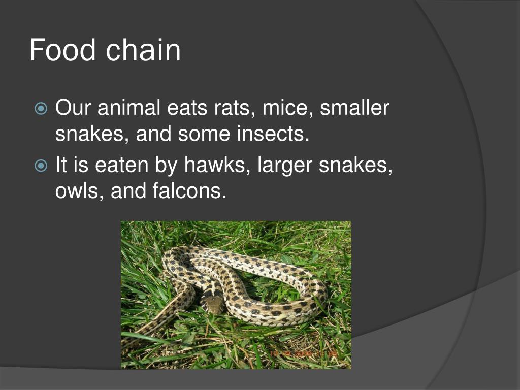CHECKERED Garter snake PowerPoint Presentation, free download ... Biology Diagrams