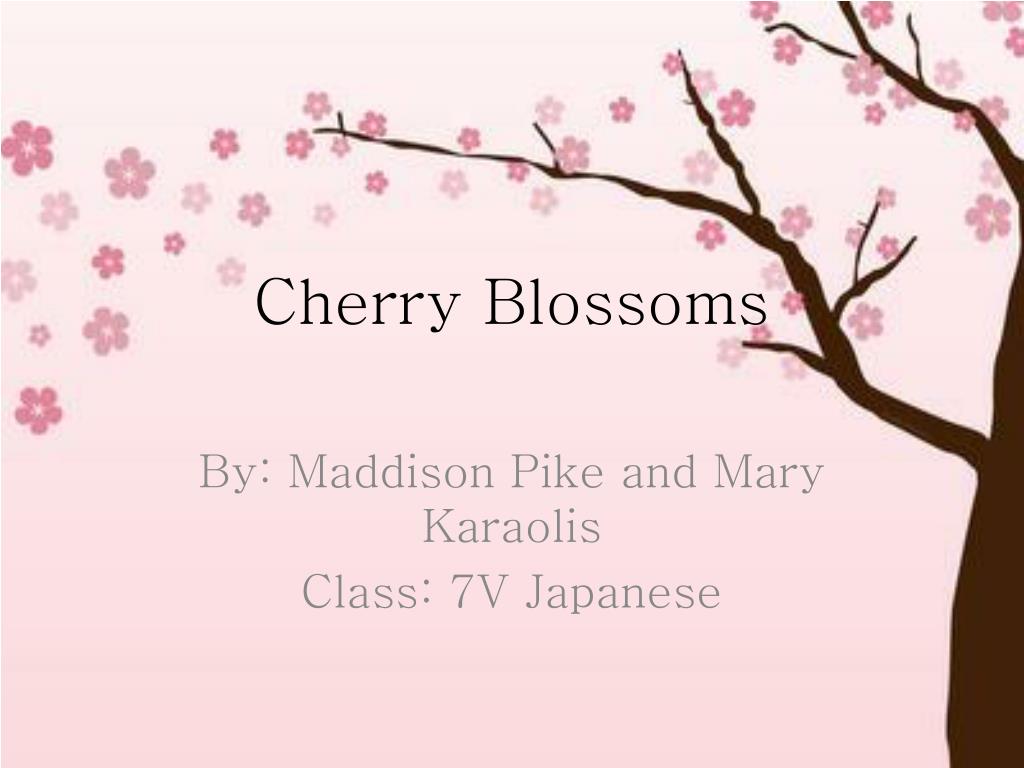 ppt cherry blossoms powerpoint presentation id 2826986 sakura powerpoint template