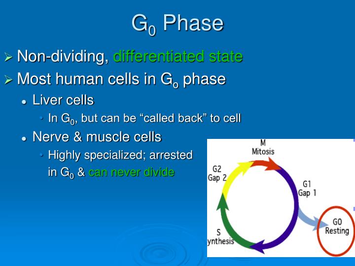 Regulation of Cell Division PowerPoint Presentation Biology Diagrams