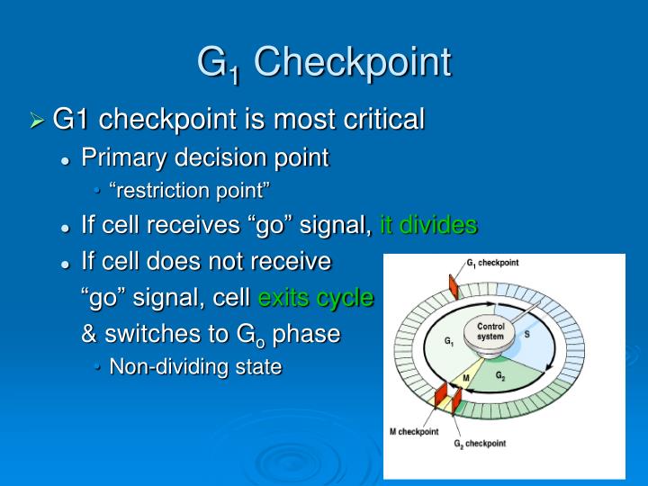 Regulation of Cell Division PowerPoint Presentation Biology Diagrams