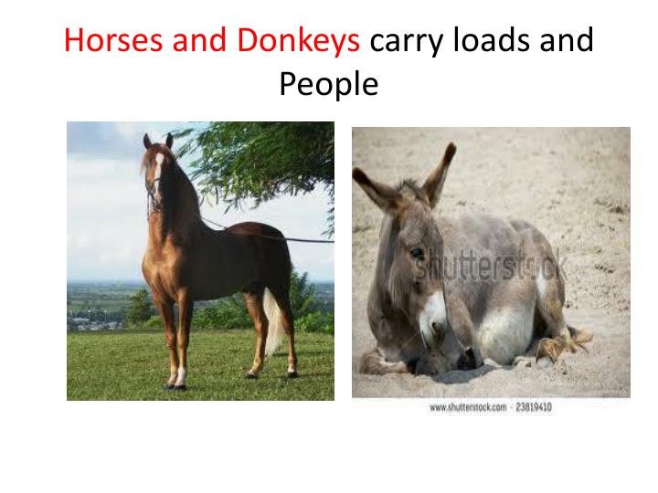 PPT Our FriendsAnimals PowerPoint Presentation ID2827418