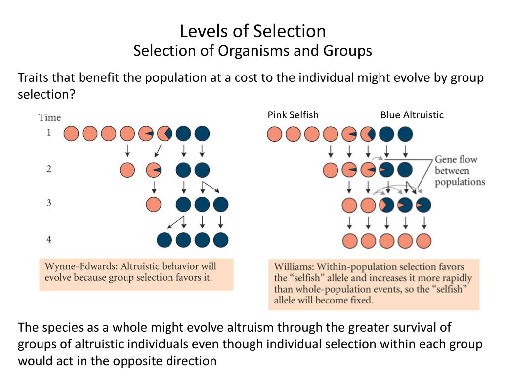 group selection hypothesis