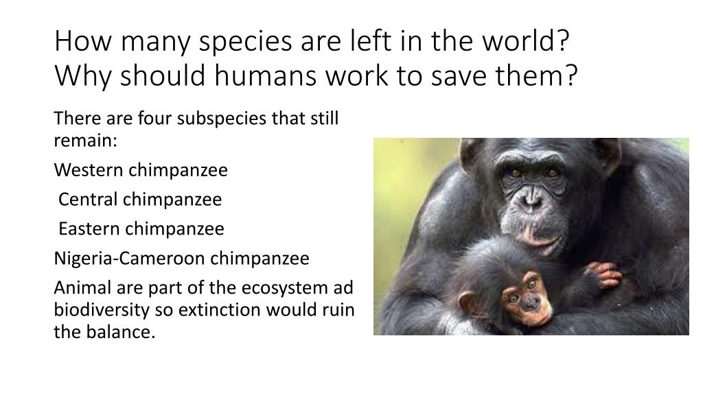 PPT Chimpanzees Pan troglodytes PowerPoint Presentation, free