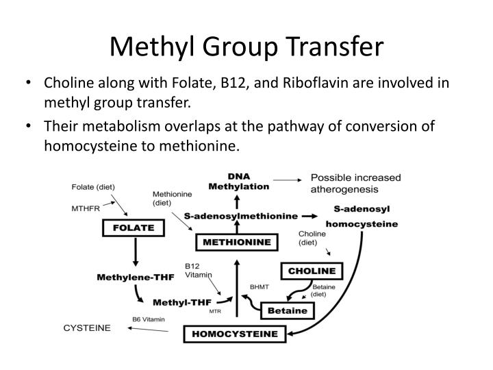 PPT Choline Roles in Brain Development PowerPoint Presentation ID