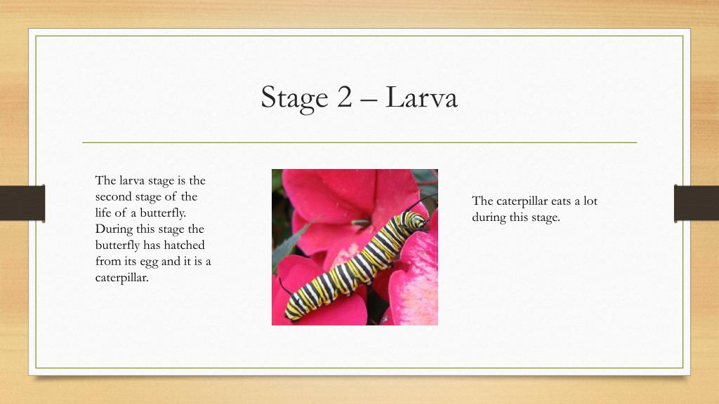 PPT - Complete Metamorphosis PowerPoint Presentation, free download ...