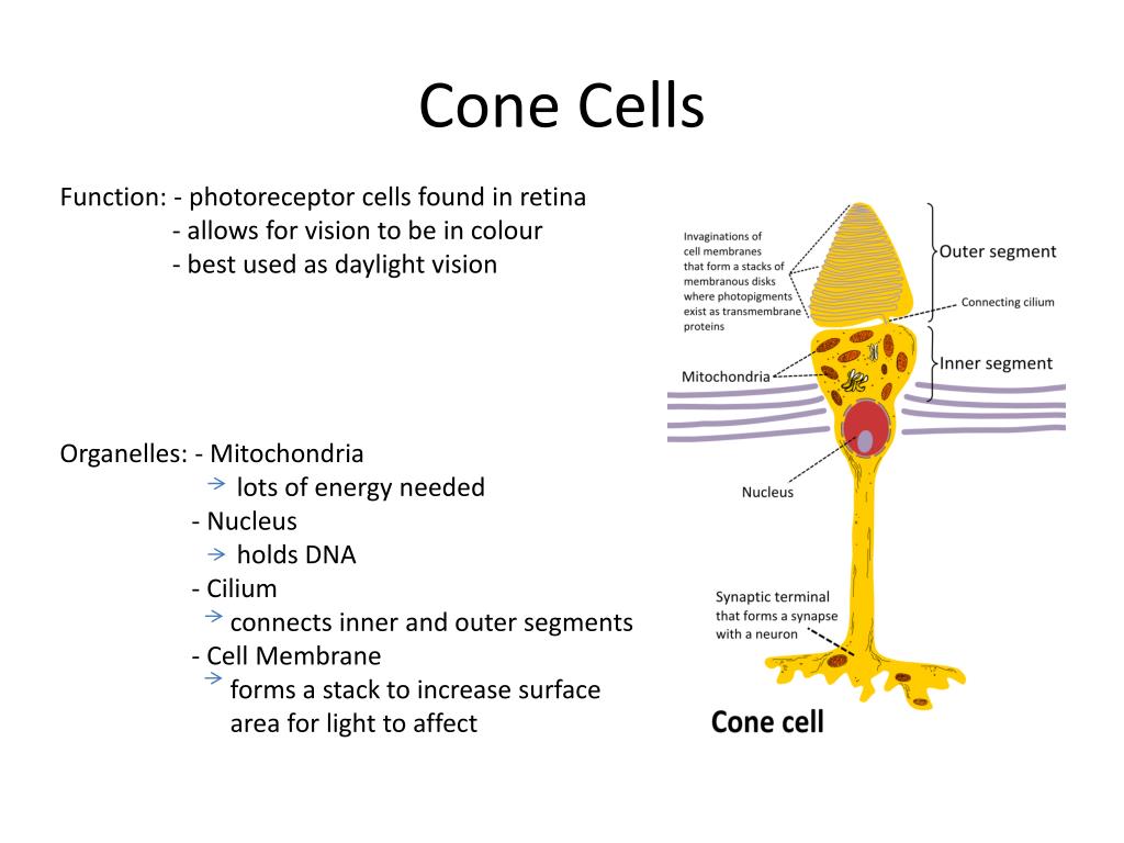 PPT Cone Cells PowerPoint Presentation Free Download ID 2829053