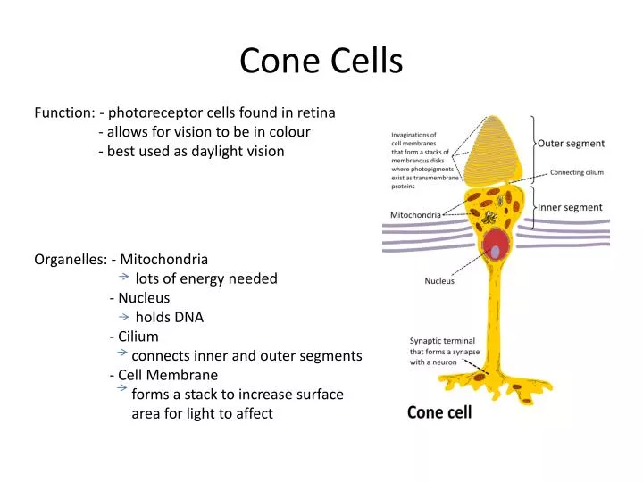 Ppt cone cells powerpoint presentation free download id 2829053