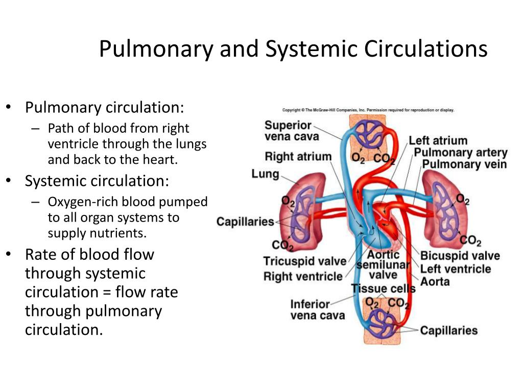 Simple Systemic Circulation Flow Chart Image To U