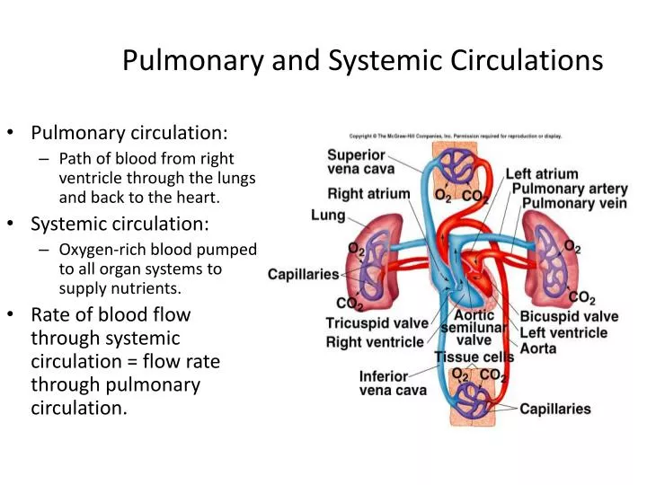 PPT - Pulmonary and Systemic Circulations PowerPoint Presentation, free
