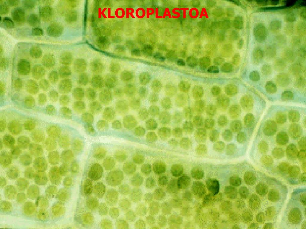 Хлоропласты в клетках листьев крупные. Хлорофилл под микроскопом. Хлоропласт микрофотография. Хлоропласт под микроскопом. Хлоропласт под электронным микроскопом.