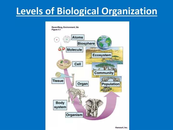 pics Organ System Level Of Biological Organization ppt levels of biological organization