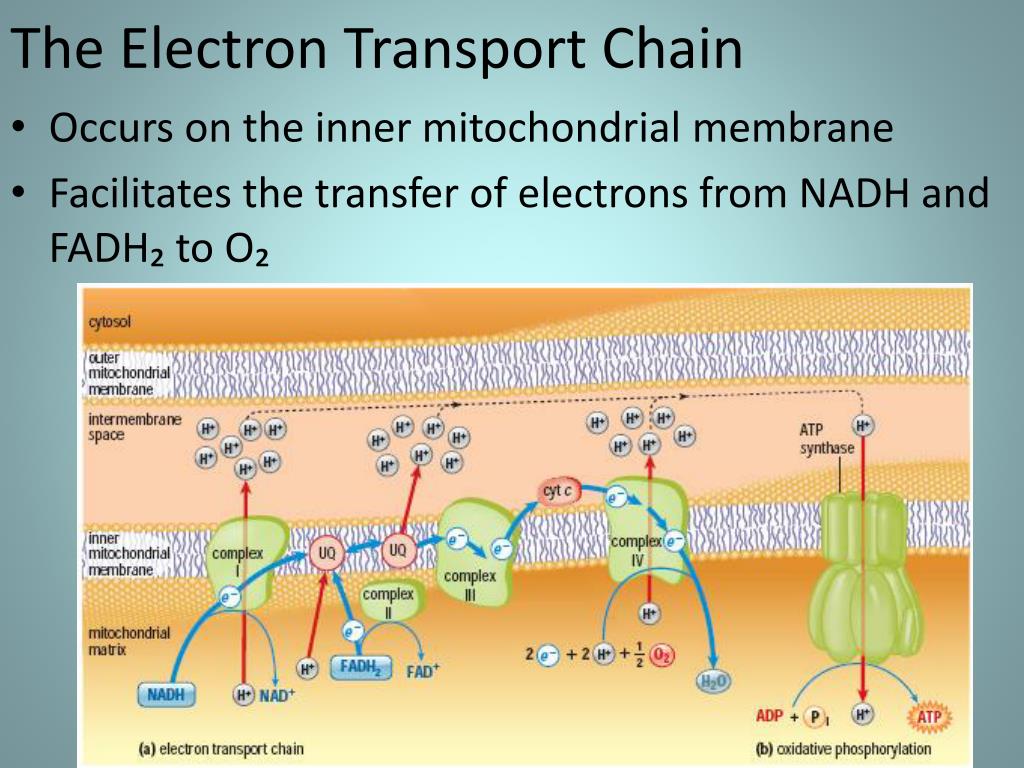 where does the electron transport chain occur