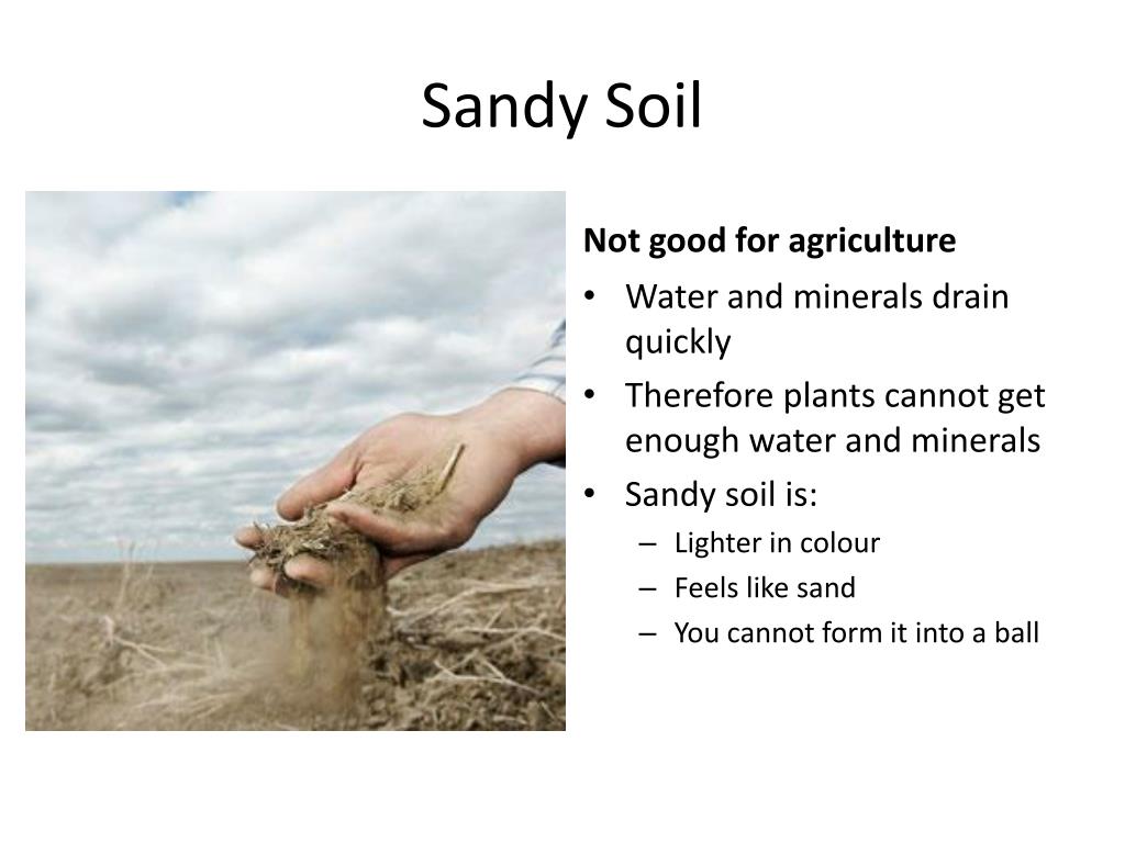PPT Soil PowerPoint Presentation Free Download ID 2830593 deer-track-in-sandy-soil-2-this-track-was-found-in-a-small-flickr