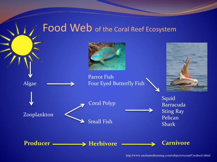 PPT - Coral Reefs PowerPoint Presentation - ID:2831989