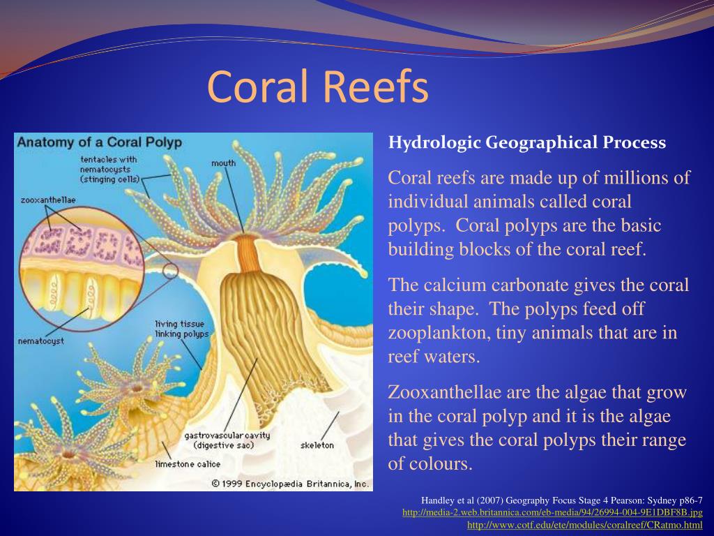 PPT - Coral Reefs PowerPoint Presentation, free download - ID:2831989