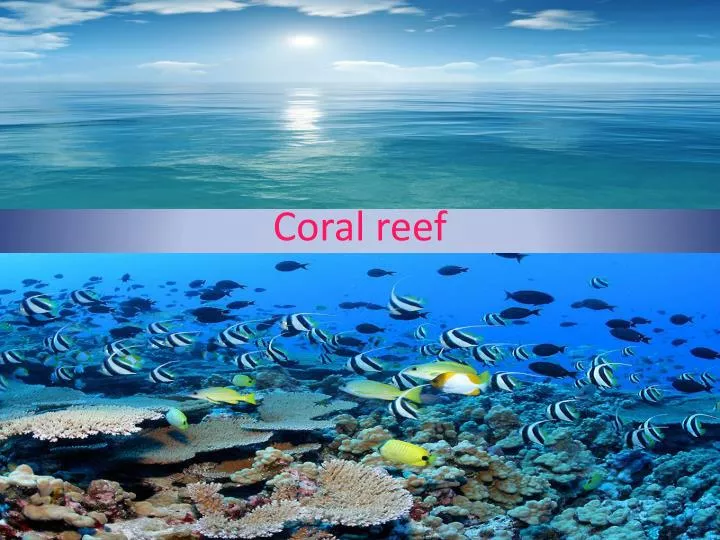 Ppt Coral Reef Powerpoint Presentation Free Download Id 2832087