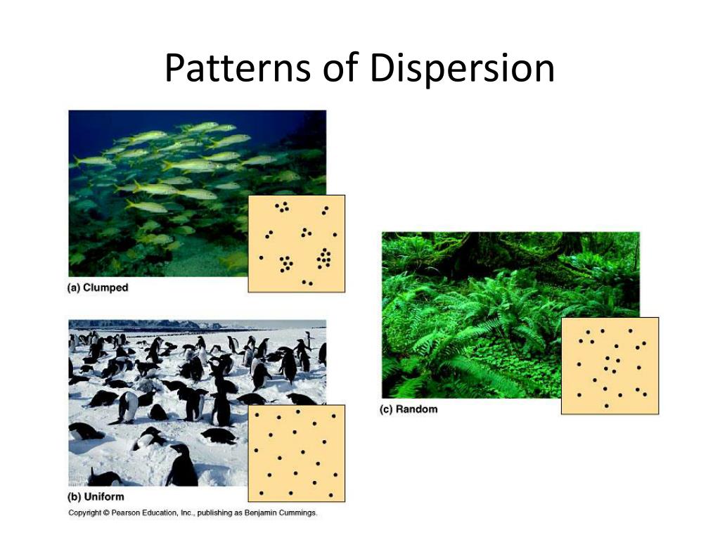 PPT Ecosystem Interactions PowerPoint Presentation, free download