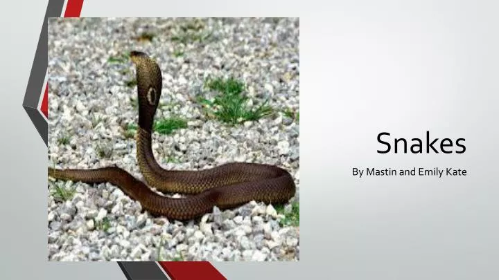 PPT - Snakes PowerPoint Presentation, free download - ID:2832733