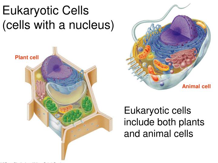 PPT - Microscopes & Cells PowerPoint Presentation - ID:2833271